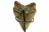 Enormous, Serrated Fossil Megalodon Tooth - North Carolina #377785-2